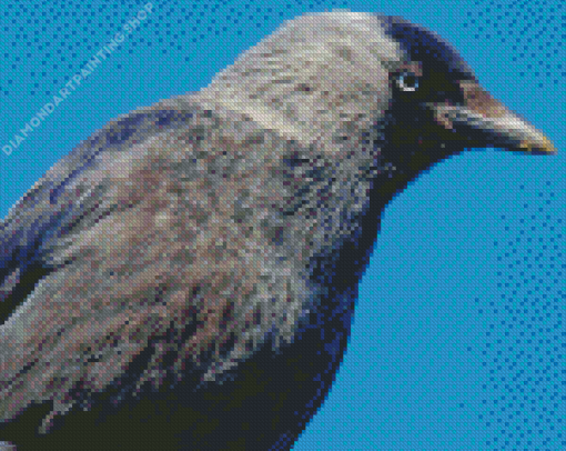 Jackdaw Diamond Paintings