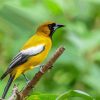 Jamaican Oriole Bird Diamond Paintings