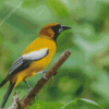 Jamaican Oriole Bird Diamond Paintings