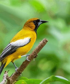 Jamaican Oriole Bird Diamond Paintings