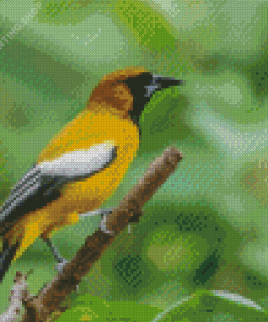 Jamaican Oriole Bird Diamond Paintings