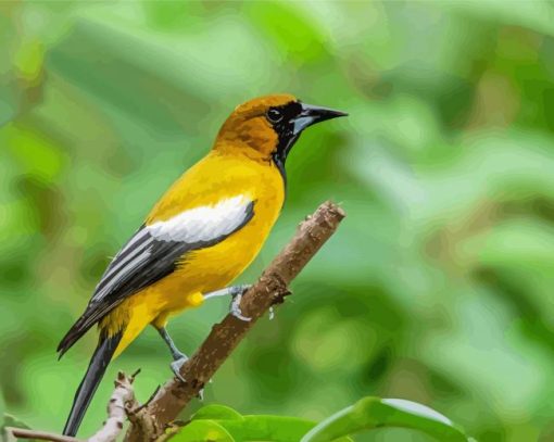 Jamaican Oriole Bird Diamond Paintings