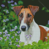 Smooth Fox Terrier Diamond Paintings