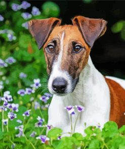 Smooth Fox Terrier Diamond Paintings