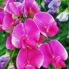 Sweet Pea Flower Diamond Paintings