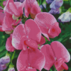 Sweet Pea Flower Diamond Paintings