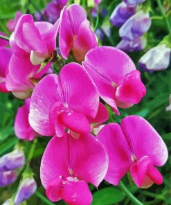 Sweet Pea Flower Diamond Paintings