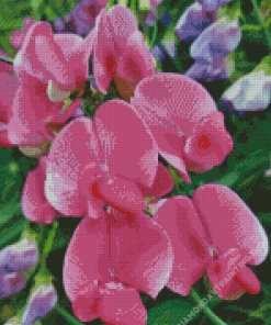 Sweet Pea Flower Diamond Paintings