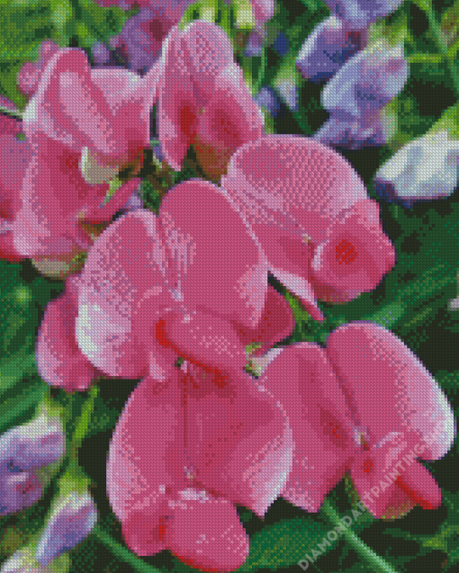 Sweet Pea Flower Diamond Paintings