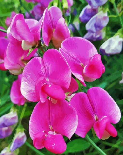 Sweet Pea Flower Diamond Paintings