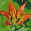 Western Red Lily Diamond Paintings