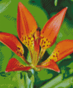 Western Red Lily Diamond Paintings