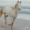 Horse At The Beach Diamond Paintings