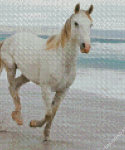 Horse At The Beach Diamond Paintings