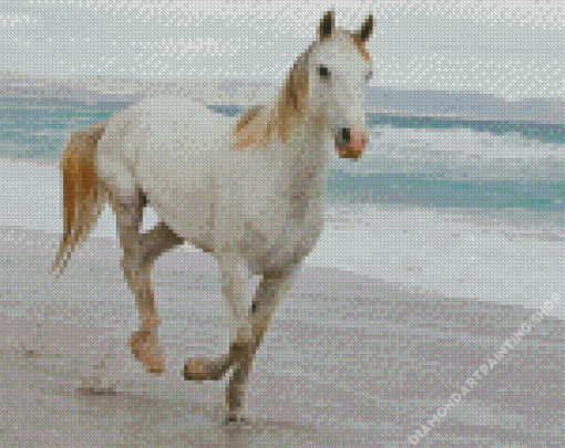 Horse At The Beach Diamond Paintings