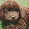 Newfoundland Puppy Diamond Paintings