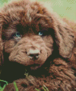 Newfoundland Puppy Diamond Paintings