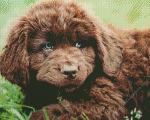 Newfoundland Puppy Diamond Paintings