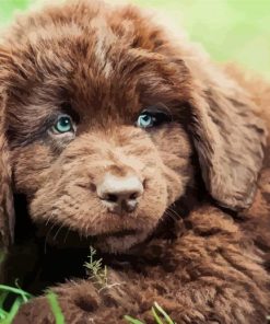 Newfoundland Puppy Diamond Paintings