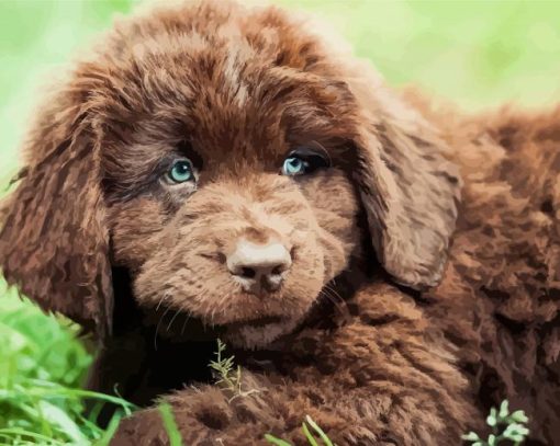 Newfoundland Puppy Diamond Paintings