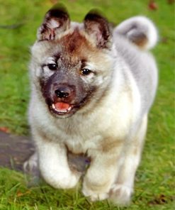 Elkhound Puppy Diamond Paintings