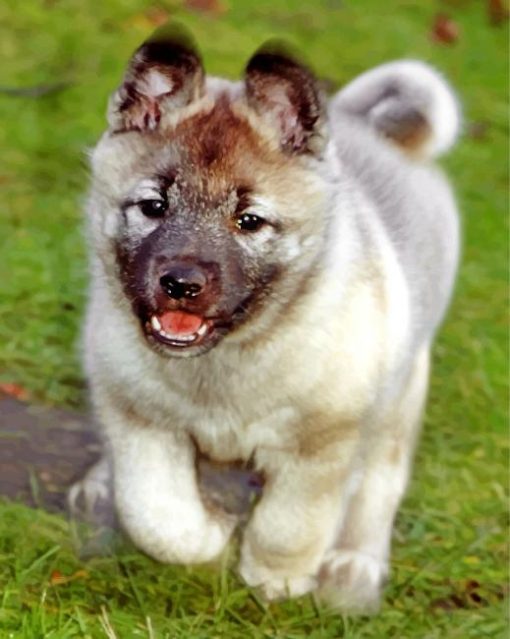 Elkhound Puppy Diamond Paintings