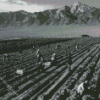 Fields By Ansel Adams Diamond Paintings