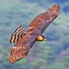 Ornate Hawk Eagle Diamond Paintings