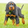 Gordon Setter Animal Diamond Paintings