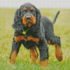 Gordon Setter Animal Diamond Paintings