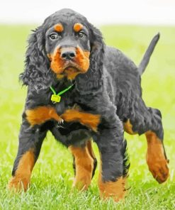 Gordon Setter Animal Diamond Paintings