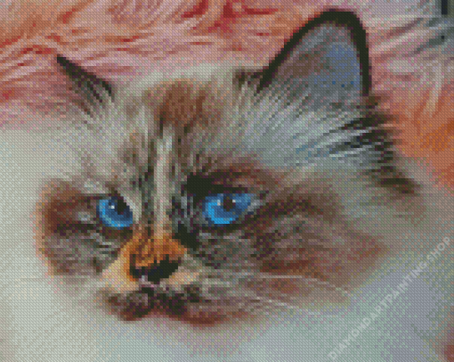 Little Burma Cat Diamond Paintings