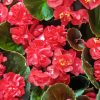 Red Begonia Diamond Paintings