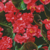 Red Begonia Diamond Paintings