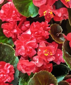 Red Begonia Diamond Paintings