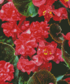 Red Begonia Diamond Paintings