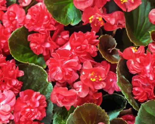 Red Begonia Diamond Paintings