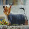 Silky Terrier Diamond Paintings