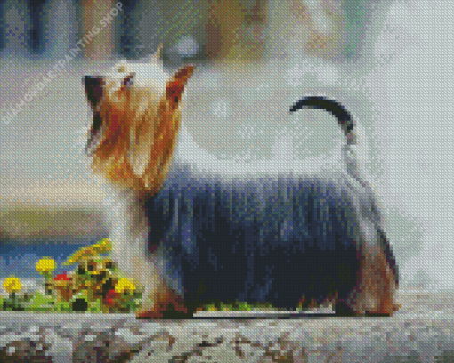 Silky Terrier Diamond Paintings