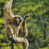 Beige Gibbon Monkey Diamond Paintings