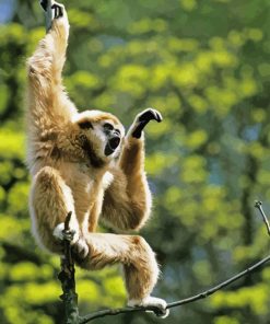 Beige Gibbon Monkey Diamond Paintings