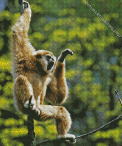 Beige Gibbon Monkey Diamond Paintings