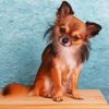 Brown Chihuahua Diamond Paintings