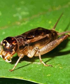 Brown Cricket Diamond Paintings