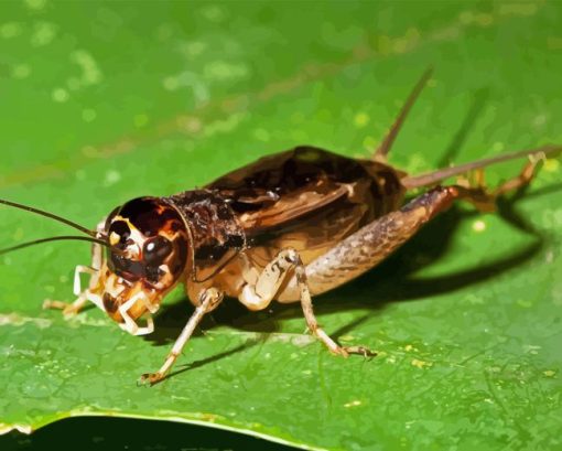 Brown Cricket Diamond Paintings