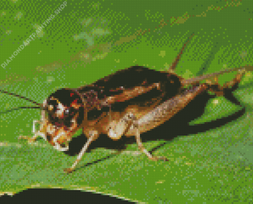 Brown Cricket Diamond Paintings