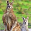 Eastern Grey Kangaroos Diamond Paintings