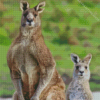 Eastern Grey Kangaroos Diamond Paintings