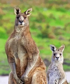 Eastern Grey Kangaroos Diamond Paintings