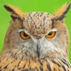 Eurasian Eagle Owl Diamond Paintings